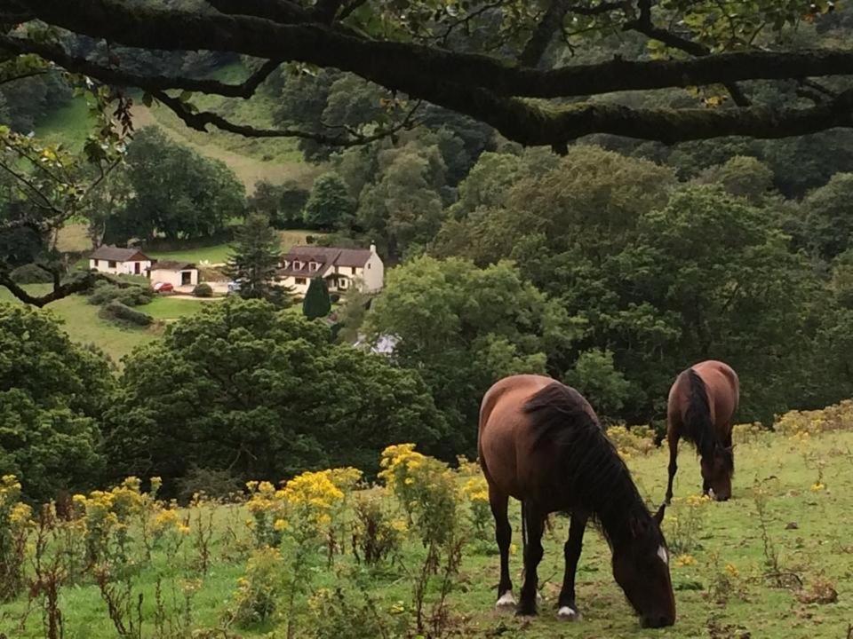 Ty Twt - Complete * Llandysul